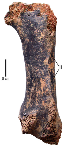 Not your average chicken bone: The Pachystruthio dmanisensis femur.
